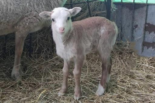 Russian Scientists Receive Viable Offspring from Hybrid Clone of Domestic Sheep and Argali