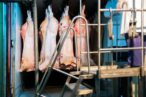Свиноводы прогнозируют кратный рост поставок российской свинины в Китай во втором полугодии