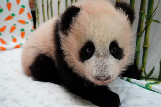 Россияне выбрали имя для маленькой панды из Московского зоопарка