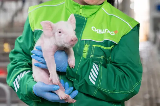 «Сибагро» запустила приложение «Свинофон» для учета животных