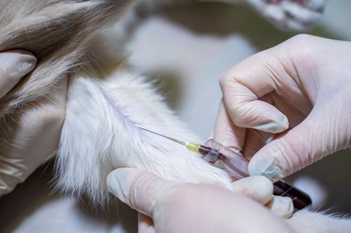 В Великобритании резко выросла заболеваемость собак бруцеллезом