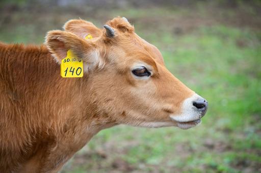 Россельхознадзор пояснил, будут ли штрафовать владельцев животных за отсутствие маркировки