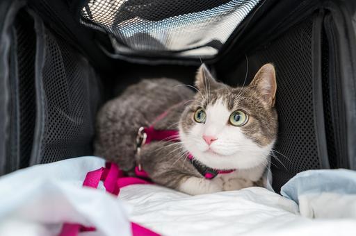 Правила ввоза кошек и собак в страны Евразийского экономического союза напомнили в ЕЭК