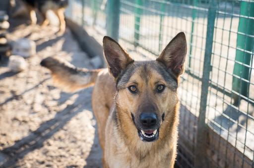 Идея лицензирования приютов для животных обретает новых сторонников