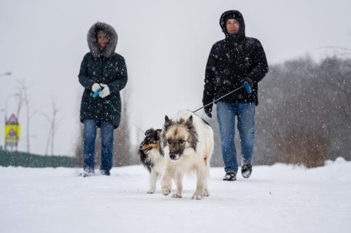 Как выгуливать кормящую собаку зимой