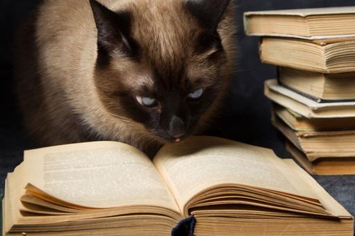 Стала известна судьба кота, которого «уволили» из библиотеки по жалобе читателя