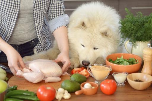 В интернете предлагают услуги повара для собак за 300 тыс. рублей