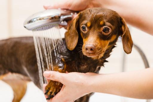 Ветврачи объяснили, почему собаку не нужно мыть чаще 1 раза в месяц