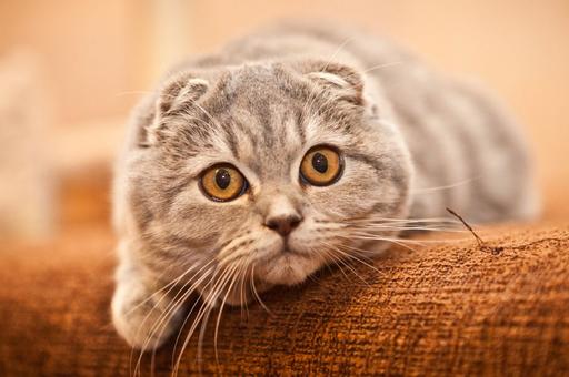 Эксперт раскрыл причины ранней смерти у шотландских кошек