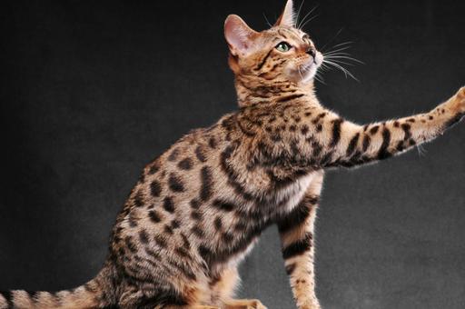 Сколько проживет ваша кошка? Ученые рассчитали ожидаемую продолжительность жизни для разных пород