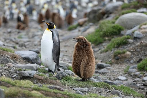 На пляже в Австралии обнаружили королевского пингвина из Антарктики