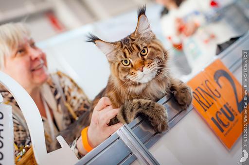 Международная выставка кошек «Spring Cat Show» состоится в Москве 2-3 марта