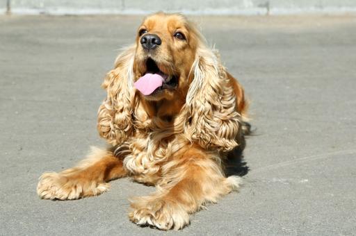 Ветврач назвала породы собак из группы риска по кожным болезням