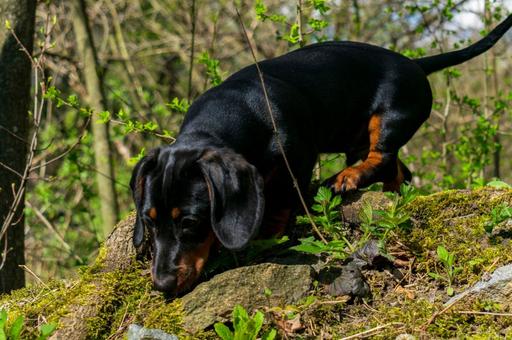 В Австрии собаки выявляют очаги вредителей