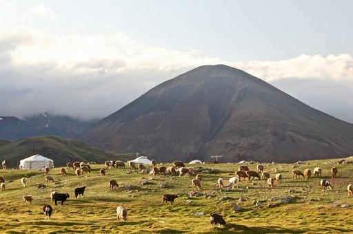 В Монголии погибло 6,3 млн голов скота