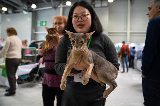 Сколько в Китае тратят на содержание кошек и собак