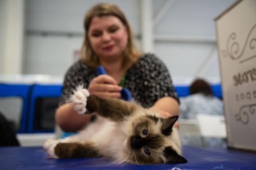 По итогам Всероссийской переписи питомцев определили популярные породы кошек и собак
