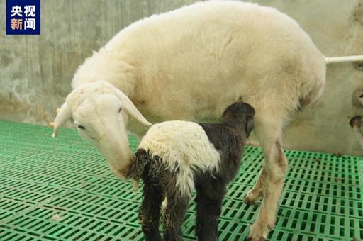 В Тибете впервые клонировали овец исчезающей породы