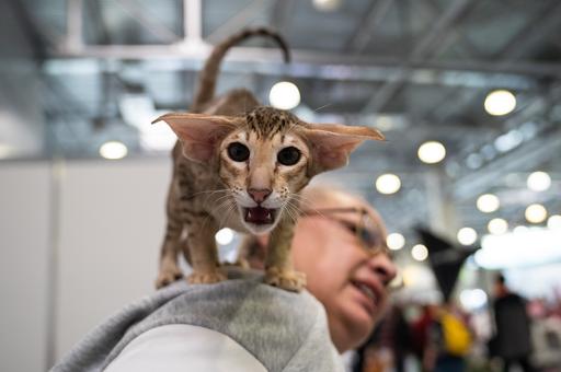 Фоторепортаж: международная выставка кошек Spring Cat Show