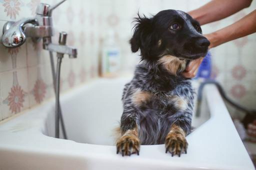 Как часто нужно мыть собаку во время линьки