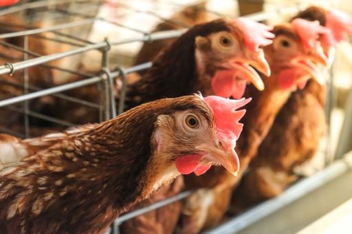 Ученые предлагают заменить антибиотики душицей для защиты кур от сальмонеллеза
