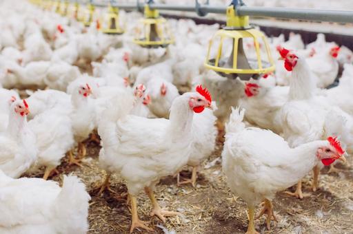 Россельхознадзор: обстановка с гриппом птиц в РФ остается стабильной