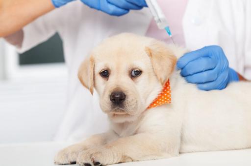Когда оптимально вакцинировать щенков против чумы плотоядных и других болезней – эксперт
