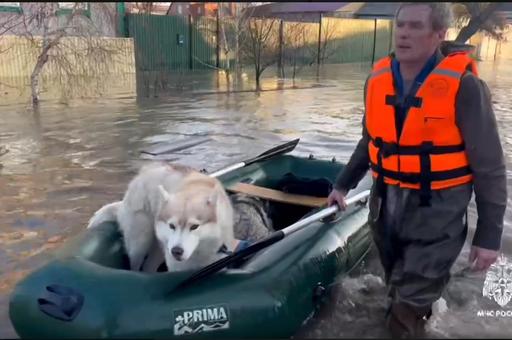 Как волонтеры спасают брошенных животных в затопленном Орске