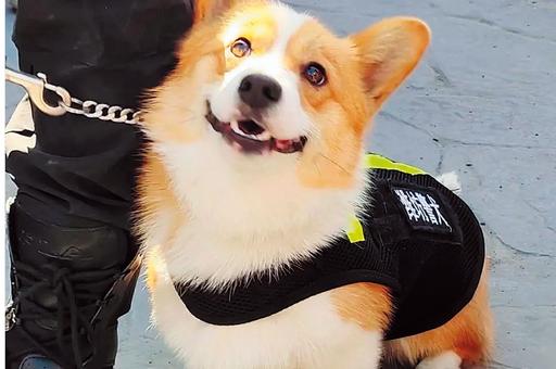В Китае представили первую полицейскую собаку породы корги