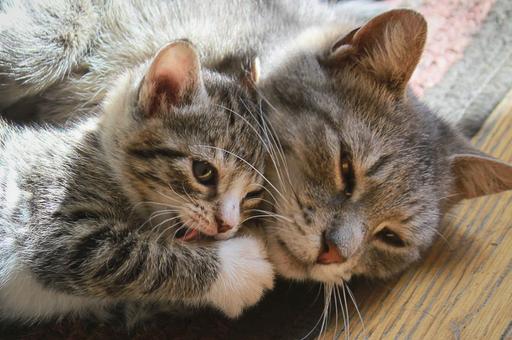 Ветврачи рекомендует завести котенка-компаньона для зрелой кошки