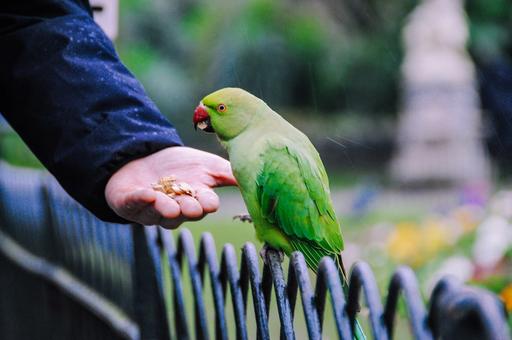 Житель Смоленщины отобрал из корма для попугаев семена конопли и устроил в парнике плантацию марихуаны