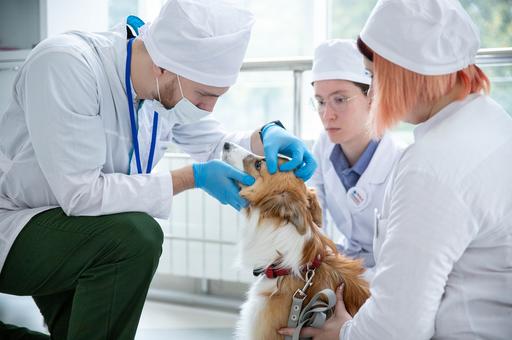 Эксперт пояснил, почему однократной вакцинации собак против бешенства недостаточно