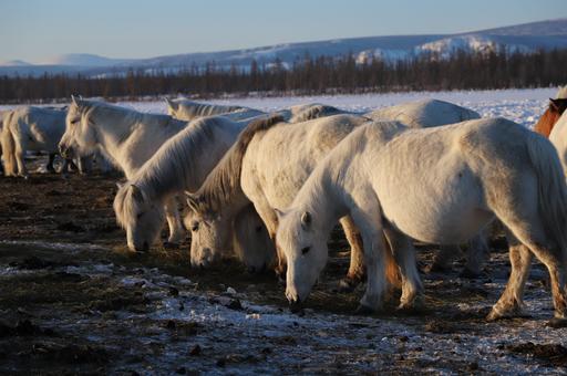 Якутский коневод разводит уникальную породу лошадей