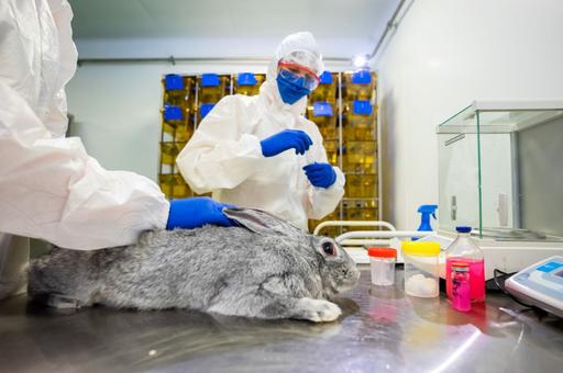 В Мексике впервые обнаружили сифилис у домашнего кролика
