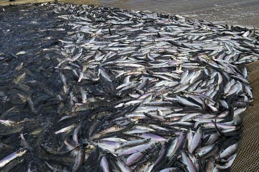 Российские рыбаки двукратно увеличили добычу мойвы