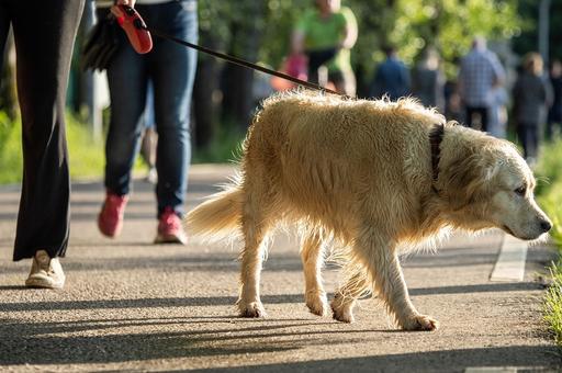 Три причины, почему собаки не хотят возвращаться домой после прогулки
