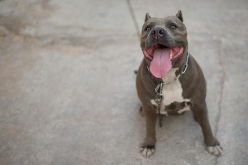 В России предложили ввести обязательную страховку для некоторых собаководов