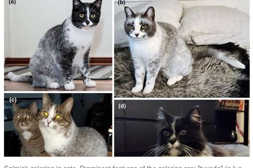 Ученые выявили мутацию у кошек в Финляндии