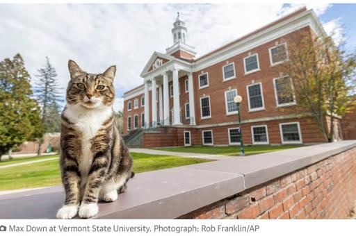 В США коту присвоили почетную степень доктора «литературы»