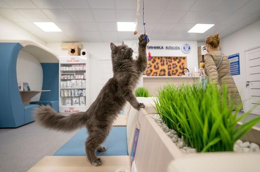 Ветклиники с cat-friendly-подходом продлевают жизнь кошки – эксперты