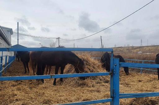 Прокуратура: в Красноярском крае 122 лошади содержатся в антисанитарных условиях