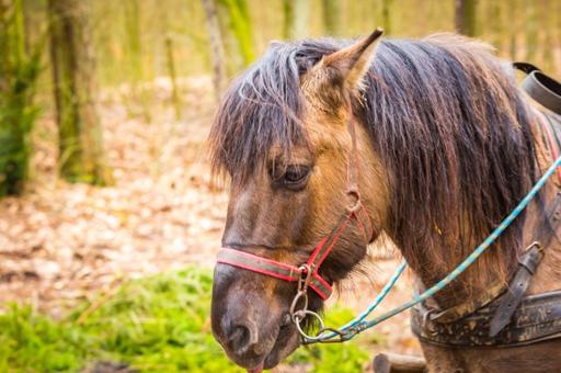 В Архангельской области могут закрыть единственную генофондную ферму лошадей-мезенок