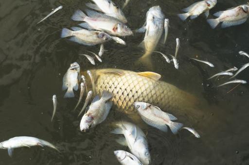 В Астраханской области зафиксировали массовую гибель рыбы