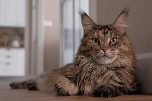 Эксперт ВГНКИ пояснила, каким болезням подвержены кошки породы мейн-кун