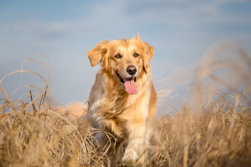 Ветврач рассказала о смертельной болезни собак, которую переносят клещи