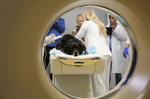 В Новосибирске открыли первый за Уралом томографический центр для диагностики рака у питомцев