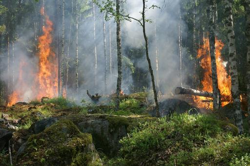 В Забайкалье и Бурятии введен режим ЧС из-за лесных пожаров