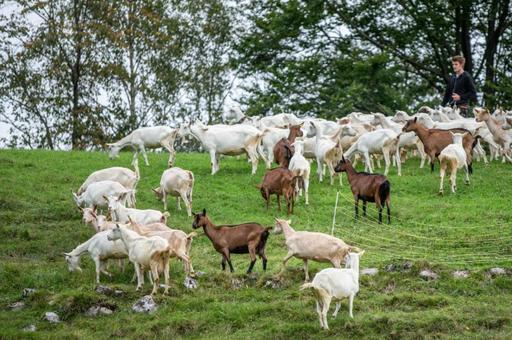 Эксперты назвали основные опасности пастбищного содержания для коз