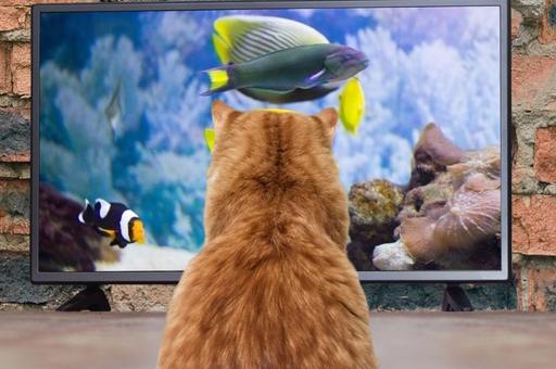 Ветврач объяснил, почему коты смотрят телевизор и вредно ли это