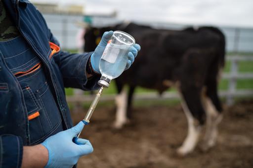 Российский рынок вакцин для животных к 2030 году вырастет в 1,5 раза — аналитики